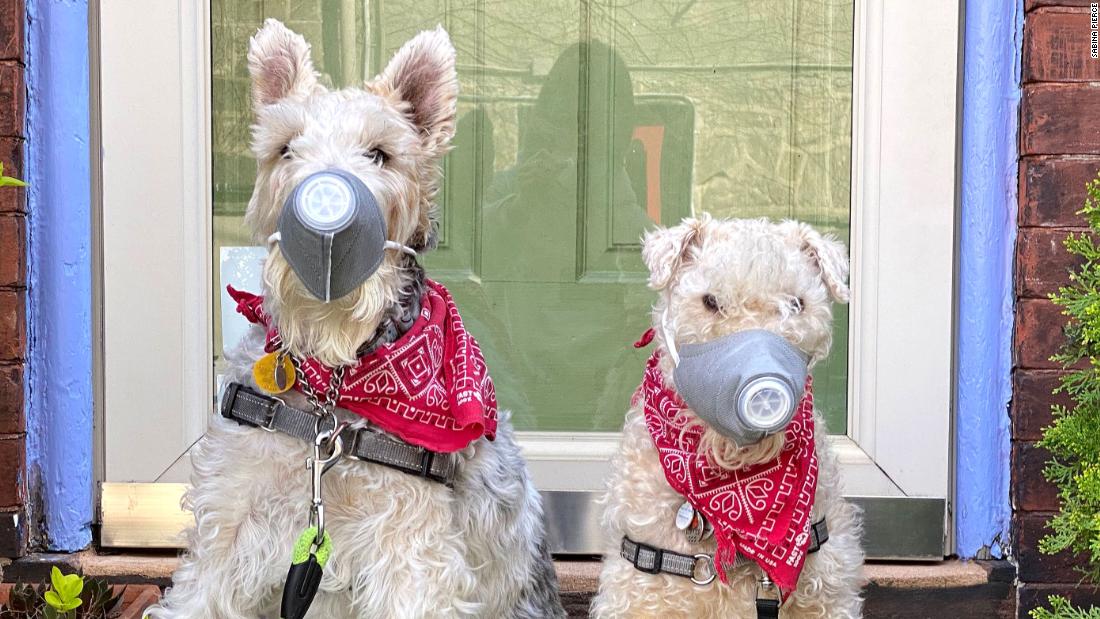 Izzie, left, and Tippi wear ventilated dog masks in Philadelphia on April 6.